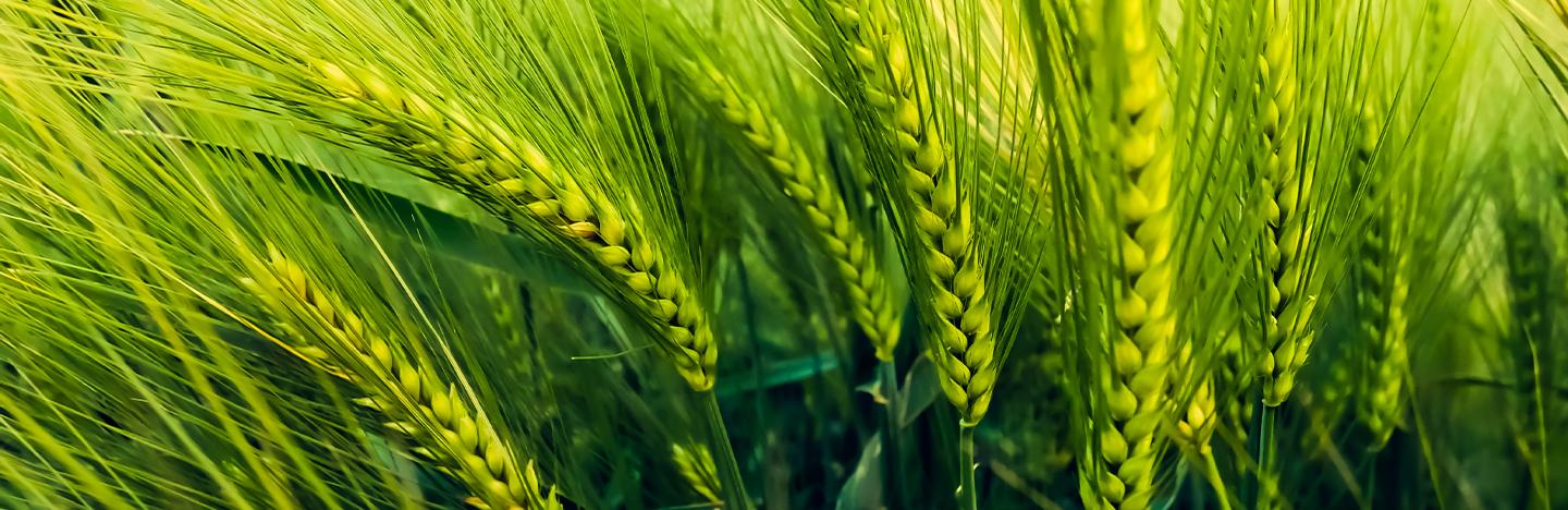 Дәмді пилоттық қалпақ 40 ххх Дәмді пилоттық қалпақ 40 ххх